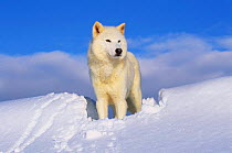 Arctic Grey wolf in snow {Canis lupus} captive, Idaho, USA.
