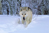 Arctic Grey wolf walking through snow {Canis lupus} captive, Idaho, USA.
