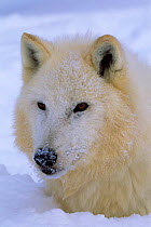 Arctic Grey wolf portrait in snow {Canis lupus} captive, Idaho, USA.