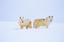 Two Arctic Grey wolves in snow {Canis lupus} captive, Idaho, USA.