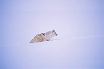 Arctic Grey wolf walking through snow {Canis lupus} captive, Idaho, USA.