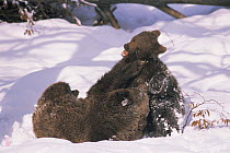 European brown bears {Ursus arctos} play fighting in snow. Bayerisher wald NP, Germany. Captive