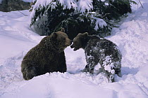 Two European brown bears {Ursus arctos} in snow. Bayerisher wald NP, Germany. Captive