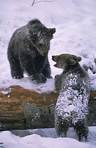Two European brown bears {Ursus arctos} in the snow. Bayerisher wald NP, Germany. Captive