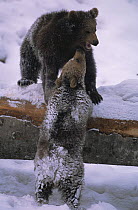 Two European brown bears {Ursus arctos} play fighting in the snow. Bayerisher wald NP, Germany. Captive