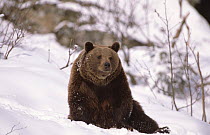 European brown bear in snow {Ursus arctos} Bayerisher wald NP, Germany, captive