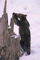 European brown bear {Ursus arctos} sharpening claws against tree trunk. Bayerisher wald NP, Germany. Captive