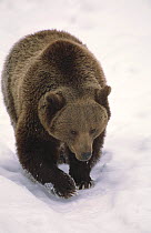 European brown bear walking in snow {Ursus arctos} Bayerisher wald NP, Germany, captive