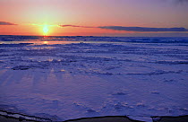 Ice field with setting / rising sun, Disko Bay, Greenland