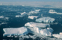 Icebergs and melting pack ice, Disko Bay, Greenland