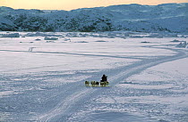 Dog sledge on Giant Kangia fjord, Disko Bay, Greenland. Transport for tourists