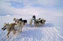 Dog sledge on Giant Kangia fjord, Disko Bay, Greenland. Transport for tourists