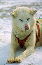 Husky dog for pulling sledge, Greenland