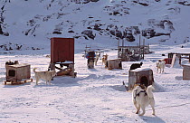 Tethered Husky dogs for pulling sledge, Greenland
