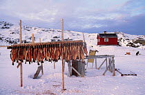 Halibut drying for personal consumption, Disko Bay, Greenland