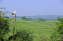 White stork perched on telephone wire in farmland {Ciconia ciconia} Alsace, France