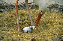 White stork helping eggs to hatch in nest {Ciconia ciconia} Alsace, France