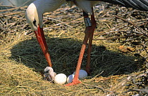 White stork helping eggs to hatch in nest {Ciconia ciconia} Alsace, France