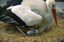 White stork lowering itself onto chick and eggs in nest {Ciconia ciconia} Alsace, France