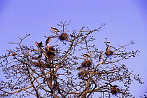 Lesser adjutant storks {Leptoptilos javanicus} nesting in trees, lowland India