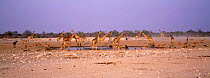 Giraffe and other animals at Klein Namutoni waterhole in dry season, Etosha, Namibia