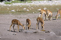 Black faced impala (Aepyceros melampus petersi) ewes feeding on soil in dry river bed in the dry season, Etosha NP, Namibia