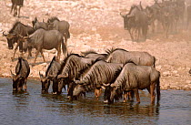 Wildebeest drinking at waterhole {Connochaetes taurinus} Etosha NP, Namibia