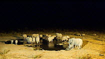 African elephants and Black rhinoceros drinking at night {Loxodonta africana} Etosha NP
