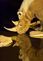 Black rhinoceros {Loxodonta africana} drinking at night, Etosha NP, Namibia