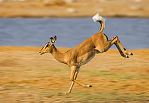 Female Impala action shot {Aepyceros melampus} Etosha NP Namibia - digitally enhanced background