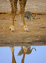 Leopard between Giraffe legs {Panthera pardus} Klein Namutoni waterhole Etosha NP