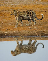 Leopard {Panthera pardus} Klein Namutoni waterhole Etosha NP Namibia