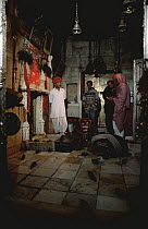 Holy Black rats in Hindu temple {Rattus rattus} Deshnoke, Rajasthan, India, 2002