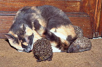 Domestic cat {Felis catus} mothering baby Hedgehogs {Erinaceus europaeus} France