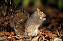 Grey squirrel {Sciurus carolinensis} in woodland, UK