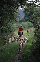 Huntsman with hounds, fox hunting, Wells, Somerset, UK