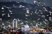 Seagulls at landfill site, East London, UK