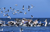 Mass flotilla of feeding Australian pelicans (Pelecanus conspicillatus) with gulls hovering overhead, Kangaroo Island, South Australia