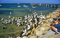 People feeding Australian pelicans (Pelecanus conspicillatus) Kangaroo Island, South Australia