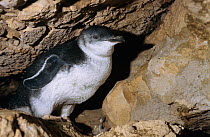 Little penguin (Eudyptula minor) chick in cave, Kangaroo Island, South Australia