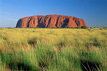 Ayers rock, Uluru NP, Northern Territory, Australia