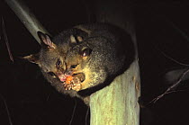 Common brushtail possum {Trichosurus vulpecula} with baby in tree eating fruit Queensland, Australia