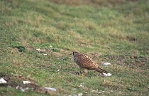 Young Kestrel (Falco tinnunculus) with Slow worm prey (Anguis fragilis) Brittany, France