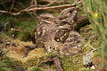 Nightjar {Caprimulgus europaeus} with chick under wing, Brittany, France