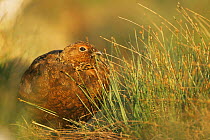 Red grouse {Lagopus lagopus scoticus} male amongst grasses. Scotland, UK