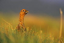 Red grouse {Lagopus lagopus scoticus} male amongst grasses. Scotland, UK