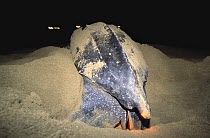 Leatherback turtle nesting on beach (Dermochelys coriacea) Tobago, Caribbean