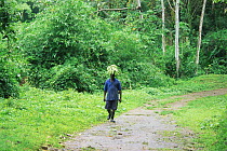 Man walking out of rainforest carrying bananas on his head, Tobago, Caribbean