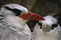 Red billed tropic bird {Phaethon aethereus} with chick. Tobago, Caribbean