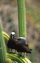 Common / Brown noddy pair {Anous stolidus} Tobago, Caribbean